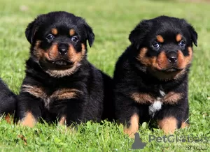 Photo №1. rottweiler - à vendre en ville de Prague | négocié | Annonce №129017