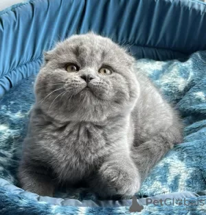 Photo №1. scottish fold - à vendre en ville de Пршибрам | 14196€ | Annonce № 75130