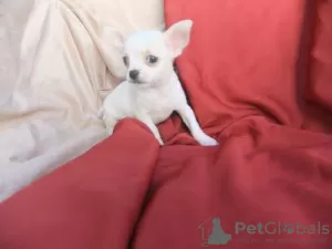 Photo №1. chihuahua - à vendre en ville de Lisbon | négocié | Annonce №126856