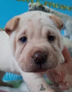 Photo №3. chiots shar pei. Fédération de Russie