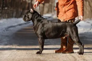 Photo №1. Service d'accouplement - race: cane corso. Prix - Négocié