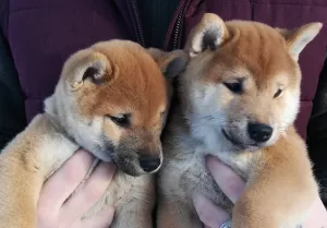 Photo №1. chien bâtard - à vendre en ville de Dmitrov | Négocié | Annonce №5477