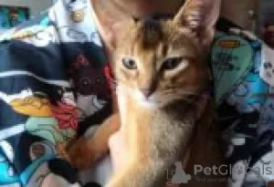 Photo №3. Abyssinian kittens for sale. La finlande