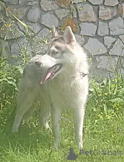 Photo №1. husky de sibérie - à vendre en ville de Voronezh | 571€ | Annonce №11610