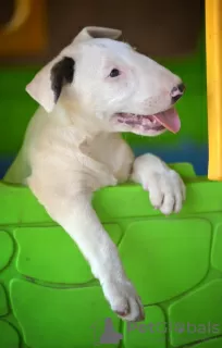 Photo №1. bull terrier - à vendre en ville de Бачка-Паланка | négocié | Annonce №120669