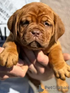 Photo №1. dogue de bordeaux - à vendre en ville de Smederevo | négocié | Annonce №102896