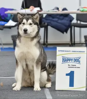 Photo №2 de l'annonce № 1462 de la vente malamute de l'alaska - acheter à Fédération de Russie annonce privée