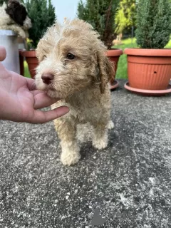 Photo №2 de l'annonce № 53638 de la vente chien d'eau romagnol - acheter à Serbie annonce privée