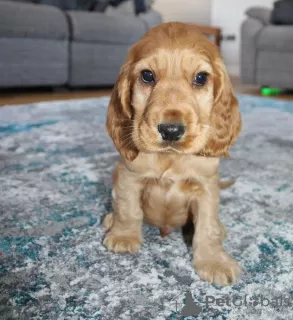 Photo №1. cocker spaniel anglais - à vendre en ville de Vantaa | Gratuit | Annonce №96954