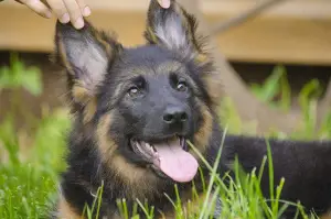 Photos supplémentaires: Chiot en vente!