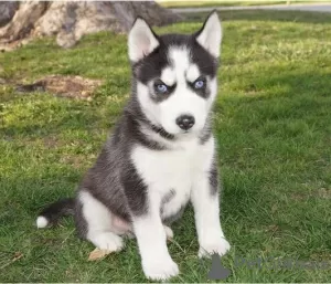 Photo №1. husky de sibérie - à vendre en ville de Anderlecht | Gratuit | Annonce №116726