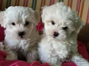 Photo №1. bichon maltais - à vendre en ville de Paragould | 465€ | Annonce №11559