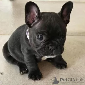 Photo №4. Je vais vendre bouledogue en ville de Nuremberg. annonce privée - prix - 404€