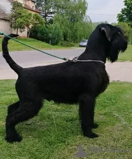 Photo №1. schnauzer géant - à vendre en ville de Нови Сад | 1000€ | Annonce №9370