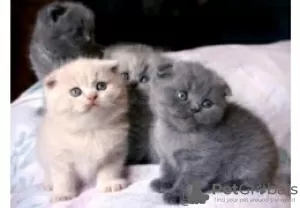 Photo №1. scottish fold - à vendre en ville de Эспоо | négocié | Annonce № 85445