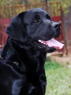 Photos supplémentaires: Chiots Labrador!