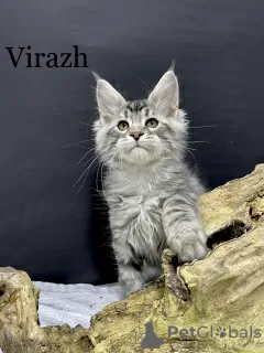 Photo №4. Je vais vendre maine coon en ville de Kharkov. annonce privée - prix - 1338€