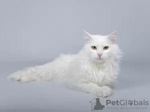 Photo №1. angora turc - à vendre en ville de Москва | Gratuit | Annonce № 69496