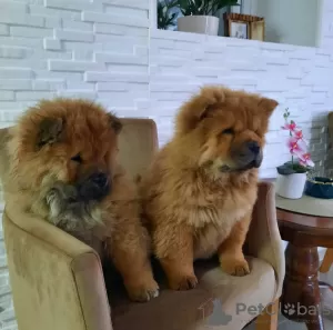 Photo №1. chow-chow - à vendre en ville de Aleksinac | négocié | Annonce №124213