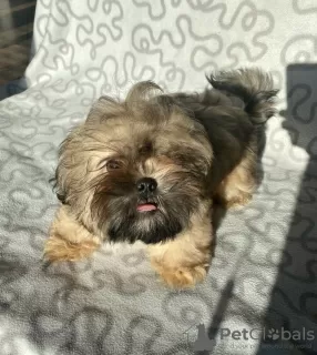 Photo №3. Gène de chocolat de chien Shih Tzu, certificat de naissance, disponible pour le. Pologne