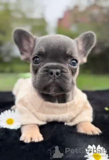 Photos supplémentaires: Bouledogue français bleu