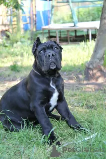 Photo №2 de l'annonce № 20102 de la vente cane corso - acheter à Biélorussie annonce privée