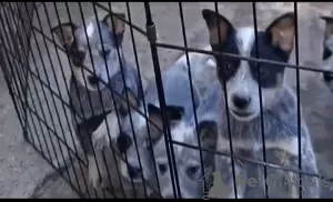 Photos supplémentaires: Chiots bouvier australien