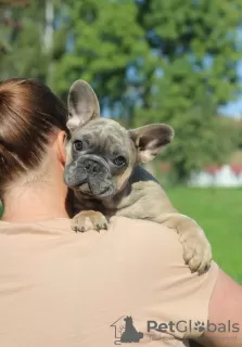 Photos supplémentaires: Bulldog français