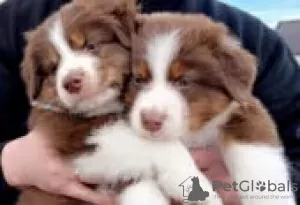 Photo №3. Chiots berger australien à vendre. La finlande