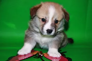 Photo №3. Chiots Welsh Corgi. Fédération de Russie