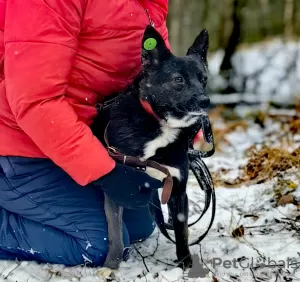 Photo №2 de l'annonce № 130424 de la vente chien bâtard - acheter à Fédération de Russie annonce privée