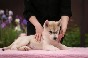 Photo №2 de l'annonce № 7023 de la vente husky de sibérie - acheter à Fédération de Russie éleveur