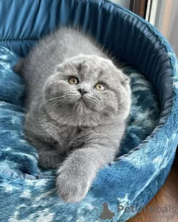 Photo №2 de l'annonce № 75130 de la vente scottish fold - acheter à République Tchèque éleveur