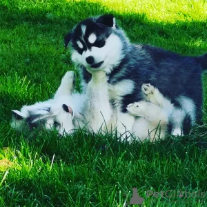 Photos supplémentaires: Chiot Husky sibérien