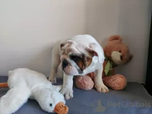 Photos supplémentaires: Chien bouledogue anglais avec pedigree ZKwP/FCI après Champions