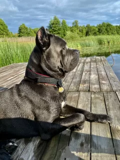 Photo №4. Accouplement cane corso en Biélorussie. Annonce № 45602