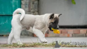 Photos supplémentaires: Chiots Akita américain à vendre