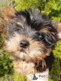 Photos supplémentaires: Chiot Yorkie au visage de bébé