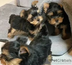 Photo №1. biewer yorkshire terrier - à vendre en ville de Skövde | 380€ | Annonce №125805