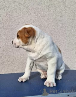 Photos supplémentaires: Chiots bergers d'Asie centrale