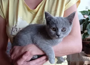 Photos supplémentaires: Les chatons British Shorthair