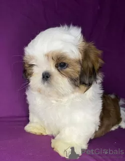 Photo №1. shih tzu - à vendre en ville de Minsk | 393€ | Annonce №89548