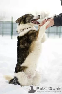 Photos supplémentaires: Merveilleux chien Hanik cherche une maison!