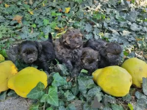 Photo №1. caniche (jouet) - à vendre en ville de Москва | négocié | Annonce №13972