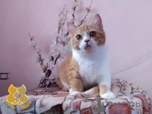 Photo №1. british shorthair - à vendre en ville de Nizhny Novgorod | Gratuit | Annonce № 7547