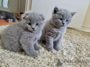 Photo №1. scottish fold - à vendre en ville de Kuwait Free Trade Zone | négocié | Annonce № 10690