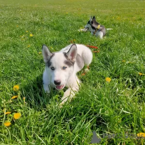 Photos supplémentaires: Pibold husky sibérien