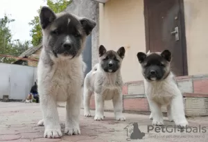 Photos supplémentaires: Chiots Akita américain à vendre