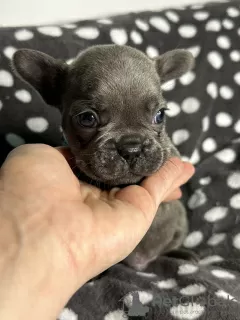 Photos supplémentaires: Superbes chiots bouledogue français