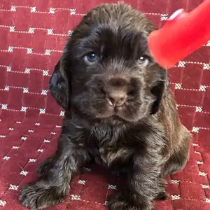 Photo №1. cocker spaniel anglais - à vendre en ville de Martigny | 800€ | Annonce №518